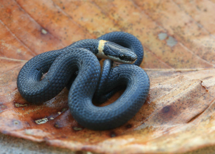 Northern Ringneck Snake